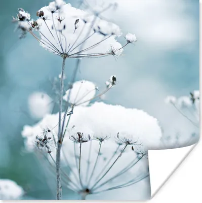 Produktbild von MuchoWow® Poster Schnee - Blumen - Winter - Zweige 75x75 cm - Wand Dekoration
