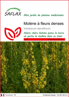 Image de SAFLAX  - Molène à fleurs denses - 500 graines - Verbascum