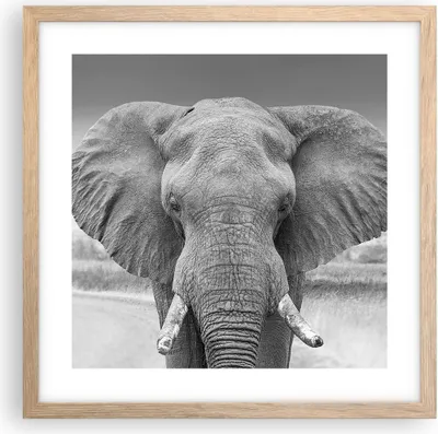 Produktbild von Gerahmtes Poster - Rahmen in heller Eiche - Elefant Afrika Tier - 40x40 cm - Wand Bild - Wanddeko - Wandbilder - Kunstposter - Wandposter - Bilderrahmen - Bilder - Kunstdruck - P2NAC40x40-5072