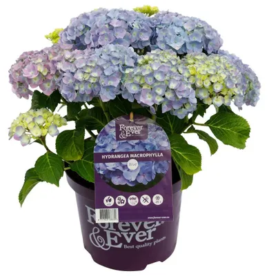 Produktbild von Green boutiQ - Balkonpflanze - Hortensie - Hydrangea Forever & Ever - Blau - 7-12 Blumen - 2 Pflanzen - Topf 23cm Höhe 55cm