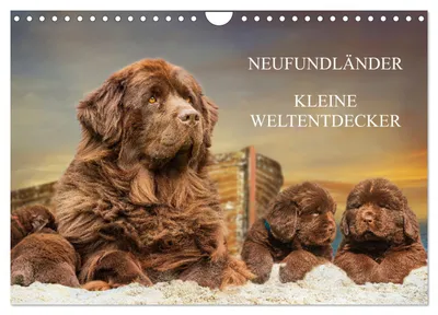 Produktbild von fundländer - Kleine Weltentdecker (Wandkalender 2027 DIN A4 quer), CALVENDO Monatskalender