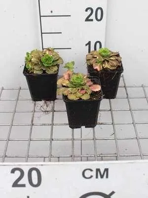 Obrázok produktu pre 6 x Saxifraga urbium 'Variegata' - lomikameň - kvetináč 9 x 9 cm