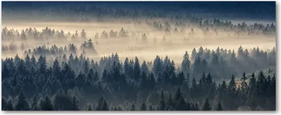 Produktbild von Tulup® Leinwandbild - 125x50 cm - Wandkunst - Drucke auf Leinwand - Leinwanddruck  - Landschaften - Grau - Nebel über dem Wald