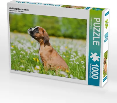 Produktbild von CALVENDO Puzzle Niedlicher Boxerwelpe | 1000 Teile Lege-Größe 64x48cm Foto-Puzzle für glückliche Stunden