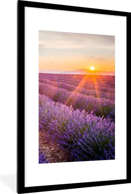 Produktbild von MuchoWow® Gerahmtes Poster Lavendel - Sonnenuntergang - Blumen - Lila 60x90 cm - Poster mit Schwarzem Bilderrahmen Wandposter Rahmen Foto Bilder - Dekoration - Wandposter Wohnzimmer - Hochwertig