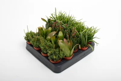 Image de 5 Rhipsalis Cassutha mix hauteur 10-15 cm, pot-Ø 5,5 cm - cactus jonc - cactus corail - plante d'intérieur facile d'entretien