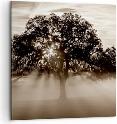 Produktbild von Bild auf Leinwand - Leinwandbild - Baum Feld Natur - 60x60cm - Wand Bild - Wanddeko - Wandbilder - Leinwanddruck - Bilder - Kunstdruck - Wanddekoration - Leinwand bilder - Wandkunst - AC60x60-3811