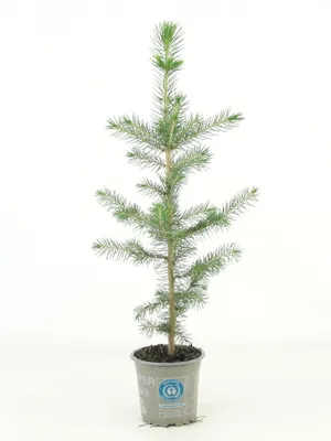 Productafbeelding van JUNAVERA Picea abies | Fijnspar | 35 cm hoog | In 9 cm pot | Wintergroene conifeer