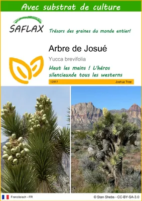 Image de SAFLAX  - Arbre de Josué - 10 graines - Avec substrat - Yucca