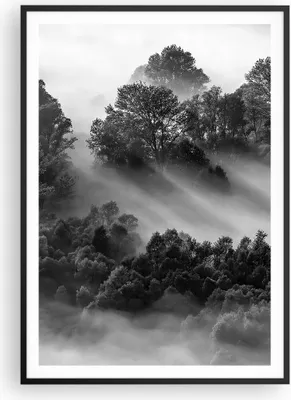 Produktbild von Gerahmtes Poster - Schwarzer Rahmen - Schwarzweiß Bäume Nebel - 70x100 cm - Wand Bild - Wanddeko - Wandbilder - Kunstposter - Wandposter - Bilderrahmen - Bilder - Kunstdruck - P2BPA70x100-4510