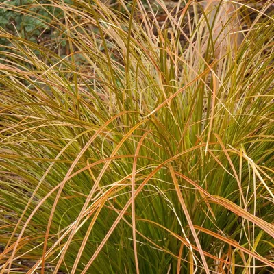 Image de 6 x Carex rouge - Carex testacea | Pot 9cm x 9cm