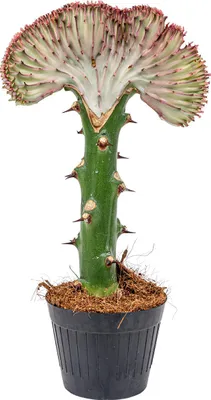 Zdjęcie produktu dla Bloomique - Euphorbia Lactea Cristata - Roślina kaktusowa - Roślina doniczkowa - Oczyszczająca powietrze - Łatwa w utrzymaniu - Wysokość 20-30 cm - Doniczka 11 cm