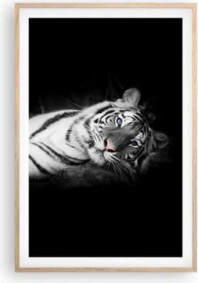 Produktbild von Gerahmtes Poster - Rahmen in heller Eiche - Weiß Tiger Schwarz und Weiß - 61x91,5 cm - Wand Bild - Wanddeko - Wandbilder - Wandposter - Bilderrahmen - Bilder - Kunstdruck - Wandbild - P2NPA61x91-4247