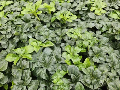 Zdjęcie produktu dla Pachysandra terminalis 'Green Sheen' - 48 sztuk - Ø10 - 25cm - Ø9cm - wiecznie