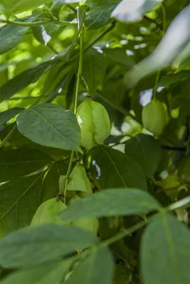 Produktbild von Staphylea pinnata, Pimpernuss, 40–60 cm, dekorative Früchte