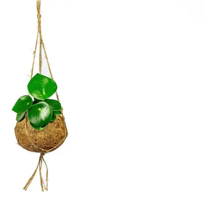 Zdjęcie produktu dla Kokodama Peperomia polybotrya raindrop (L)