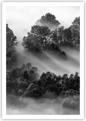 Produktbild von Poster - Poster ohne Rahmen - Schwarzweiß Bäume Nebel - 70x100 cm - Wand Bild - Wanddeko - Wandbilder - Kunstposter - Wandposter - Bilder - Kunstdruck - Wanddekoration - Wandbild - P2XPA70x100-4510