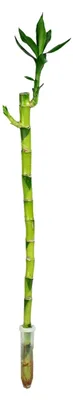 Produktbild von Glücksbambus 'Lucky Bamboo' gerader Stengel, im Röhrchen - pflegeleichte Zimmerpflanze, Dracaena Sanderiana - Höhe ca. 50 cm, Topf-Ø 5 cm