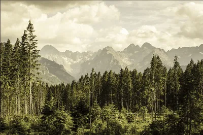 Zdjęcie produktu dla Fototapeta Dekoracja Abstrakcyjna Zielony Las Góry Przyroda Krajobraz z widokiem na drzewa Iglaste  416x290cm