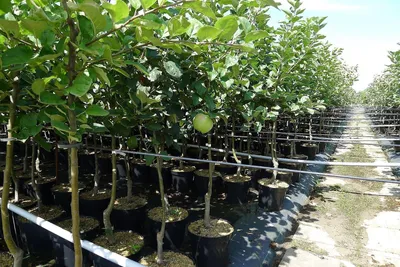 Rows of potted apple trees in a nursery or garden center.