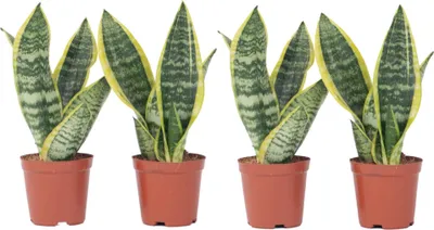 Produktbild von Bogenhanf - 4 Stk - Sansevieria 'Futura Superba' - Höhe 35-40cm - ⌀12cm