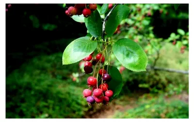 Produktbild von Felsenbirne Amelanchier rotundifolia Pflanze 70-80cm
