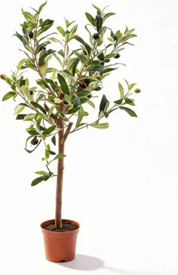 Zdjęcie produktu dla Sztuczna oliwka 65cm - sródziemnomorska roslina sztuczna - roslina dekoracyjna