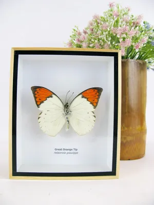Image de Papillon exotique encadré, idéal pour la décoration murale