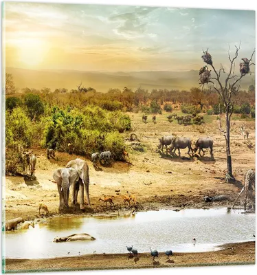 Produktbild von Bilder auf glas - Safari Tiere - 60x60cm - Glasbilder - Wandbilder - Bilder - Kunstdruck - zum Aufhängen bereit - Wanddekoration aus Glas - Glas Bilder - Wandbild auf Glas - Einteilig - GAC60x60-3880