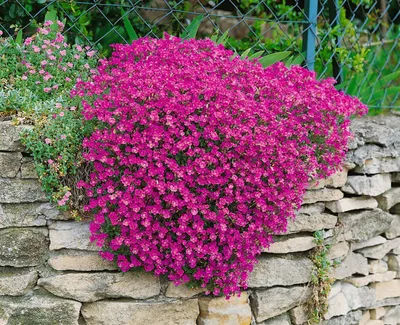 Produktbild von Aubrieta x cult. 'Cascade Purple', Blaukissen, lila, ca. 9x9 cm Topf