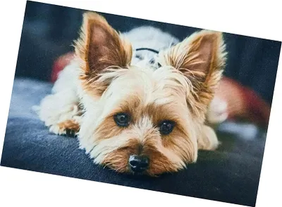 Produktbild von Protiskluzová podložka Dog 40x60 cm - Jorkšírský teriér