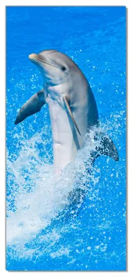 Produktbild von Wallario selbstklebende Türtapete 93 x 205 cm - Fröhlicher Delfin im blauen Wasser - Abwischbar, rückstandsfrei zu entfernen
