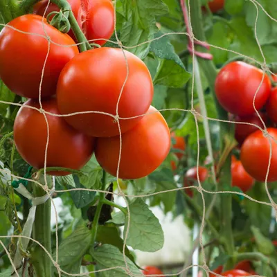 Image de Support en jute, 1 x 5 mètres - Idéal pour les plantes grimpantes comme les tomates et les concombres