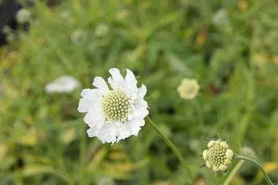 Immagine prodotto di 6 x Scabiosa cauc. 'Alba' - Scabiosa - vaso 9 x 9 cm