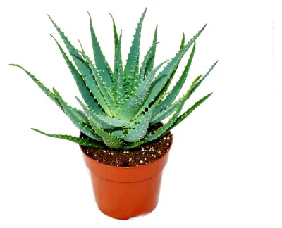 Produktbild von Aloe aborescens Solitärpflanze, Topfgröße 19 cm, Gesamthöhe ca. 35-45 cm