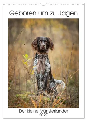 Produktbild von Kalender 2027 · Britische Ausgabe · Geboren zur Jagd: Der Kleine Münsterländer (Wandkalender 2027, 12" × 17" Hochformat), CALVENDO 12-Monats-Wandkalender
