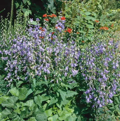 Produktbild von Campanula rapunculoides, Glockenblume, ca. 9x9 cm Topf