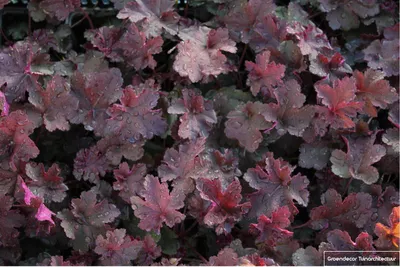 Produktbild von 6 x Heuchera Heuchera 'Chocolate Ruffles'® - Purpurglöckchen - Topf 9x9 cm