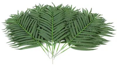 Image de EUROPALMS Tiges de coco, artificielles, 80cm 12x (82509895)