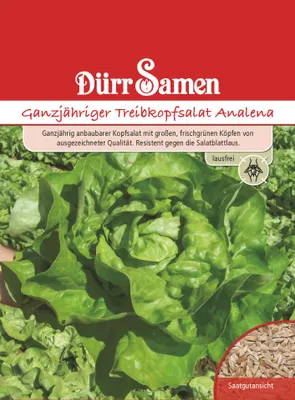 Produktbild von Treibkopfsalat Analena | Treibkopfsalatsamen von Dürr Samen