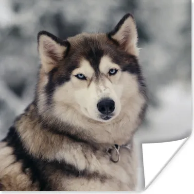 Produktbild von MuchoWow® Poster Porträt eines Huskys 75x75 cm - Wand Dekoration