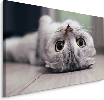 Produktbild von Muralo Leinwandbild schottische KATZE Tier Natur Wandbild für Schlafzimmer Kinderzimmer Br. 120cm x Hö. 80cm