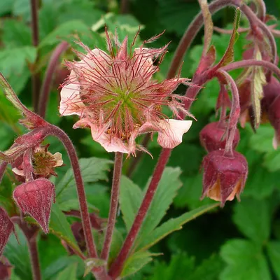 Produktbild von 6 x Nagelkruid - Geum rivale | Topf 9cm x 9cm