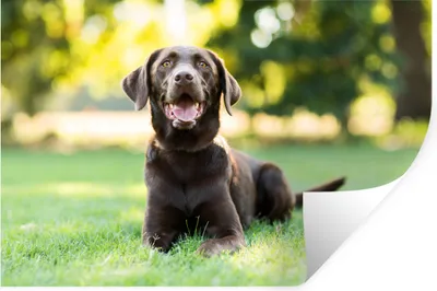 Produktbild von MuchoWow® Wandtattoo Wandsticker Wandaufkleber Ein Labrador Retriever liegt im Gras 90x60 cm Selbstklebend und Repositionierbar - Aufkleber