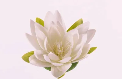 Produktbild von artplants.de Künstliche Seerose SCILLA, schwimmend, Creme, 4cm, Ø 16cm - Wasserlilie - Künstliche Lotusblume