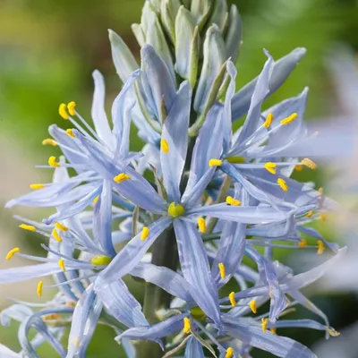 Zdjęcie produktu dla Camassia - Kamasja Cusickii 3 szt. Cebulki Cebule Kwiatowe