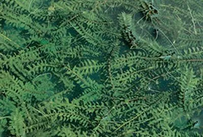 Zdjęcie produktu dla 6 x Elodea canadensis - kanadyjski kasztanowiec wodny - doniczka 9 x 9 cm