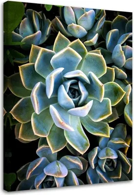 Produktbild von Leinwandbild weiße sukkulentenblüte 60x90 cm Feeby grün wandbild bereit zum aufhängen