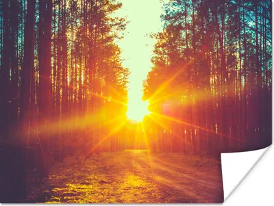Produktbild von MuchoWow® Poster Sonnenuntergang - Bäume - Wald - Natur 160x120 cm - Foto Plakat