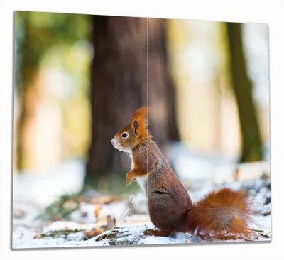 Produktbild von Wallario Herdabdeckplatte aus Glas, Größe 60 x 52 cm 2-teilig, Motiv Neugieriges Eichhörnchen im verschneiten Wald